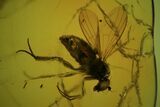 Detailed Fossil Flies (Diptera) In Baltic Amber #81805-1